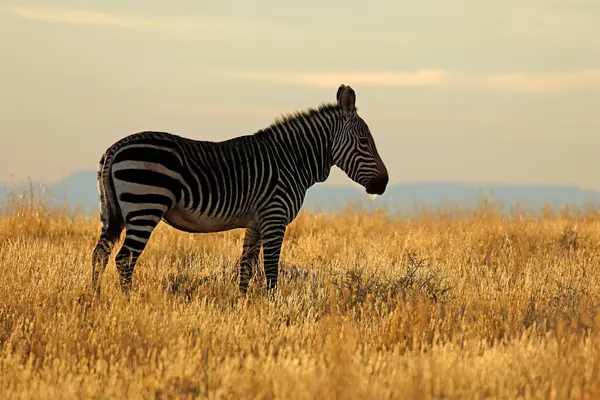 Zebra Górska Equus Zebra Wczesnym Rankiem Park Narodowy Mountain Zebra — Zdjęcie stockowe