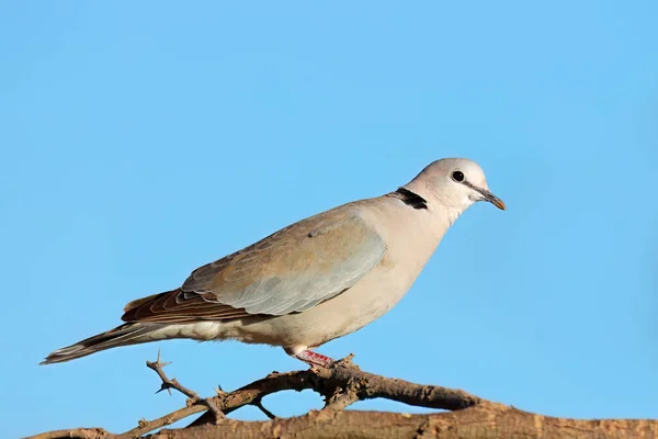 Cape Turtle Dove Streptopelia Capicola Perched Branch South Africa — Stock Photo, Image