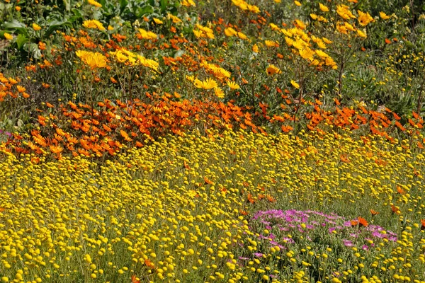 Barevné Jarní Kvetoucí Volně Rostoucí Květiny Namaqualand Severní Mys Jižní — Stock fotografie