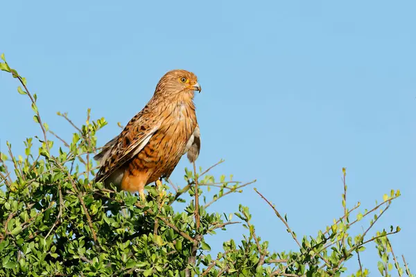 Greater Kestrel Falco Rupicoloides Perched Tree Blue Sky South Africa — Stock Photo, Image