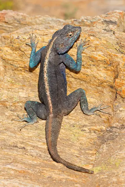 Male Southern Rock Agama Agama Atra Sitting Rock South Africa — Stock Photo, Image