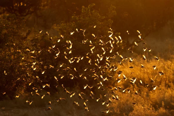 Flock Red Billed Queleas Quelea Quelea Flying Sunset Etosha National — Stock Photo, Image