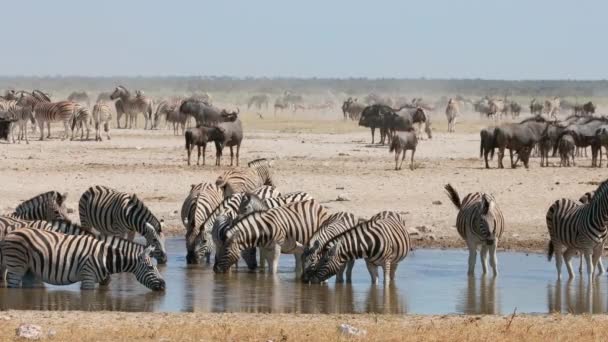 Herd Plains Zebras Blue Wildebeest Springbok Antelopes Dusty Waterhole Etosha — Stock Video