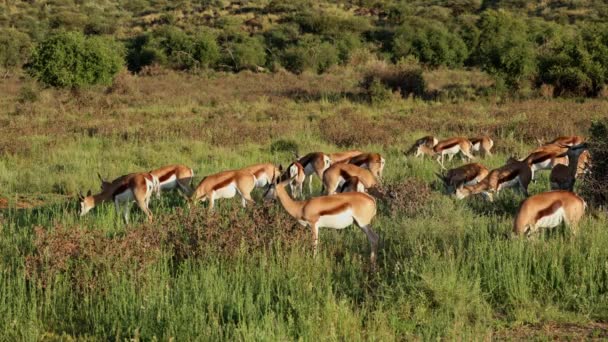 Manada Antílopes Springbok Antidorcas Marsupialis Alimentados Habitat Natural Parque Nacional — Vídeo de Stock