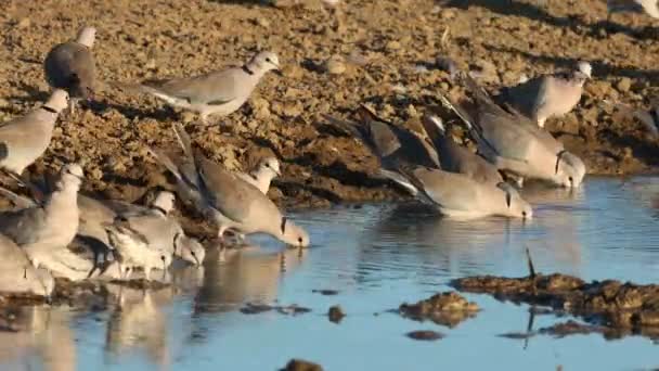 Cape Turtle Doves Streptopelia Capicola Água Potável Deserto Kalahari África — Vídeo de Stock