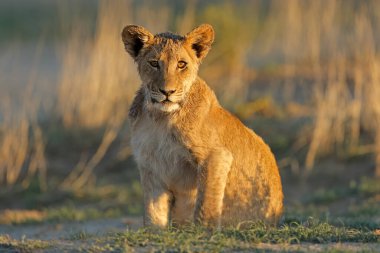 Afrika aslanı yavrusu (Panthera leo) öğleden sonra vakti, Kalahari çölü, Güney Afrika