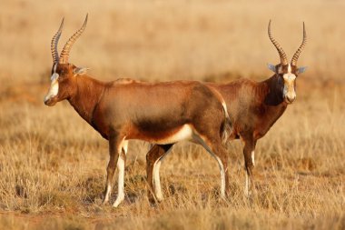 Blesbok antilopları (Damaliscus pygargus) doğal yaşam alanı, Zebra Dağı Ulusal Parkı, Güney Afrika