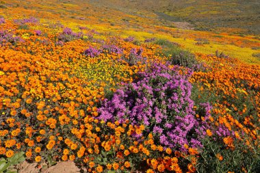 Renkli bahar çiçekleri, Namaqualand, Kuzey Burnu, Güney Afrika