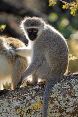 Güney Afrika 'da bir ağaçta oturan vervet maymunu (Cercopithecus aethiops)