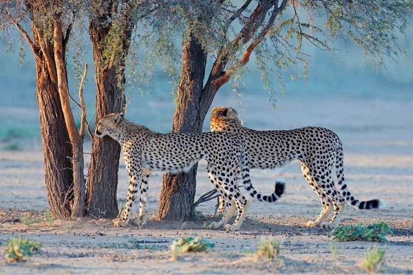Dos Guepardos Acinonyx Jubatus Hábitat Natural Desierto Kalahari Sudáfrica — Foto de Stock