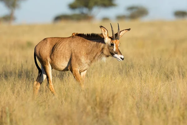 Une Antilope Roan Hippotragus Equinus Rare Dans Les Prairies Ouvertes — Photo