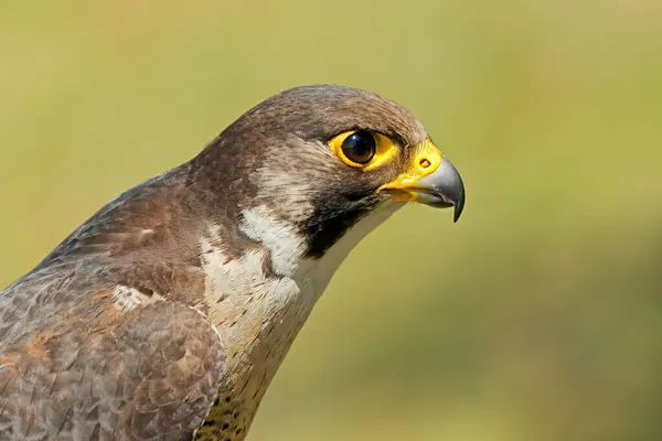 Προσωπογραφία Σήματος Lanner Falcon Falco Biarmicus Νότια Αφρική — Φωτογραφία Αρχείου
