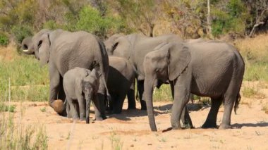 Afrika fil sürüsü (Loxodonta africana) kumlu bir nehir yatağında içme suyu, Kruger Ulusal Parkı, Güney Afrika