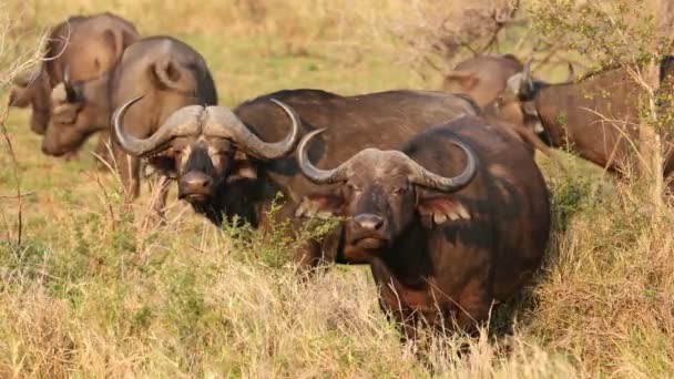 Búfalos Africanos Syncerus Caffer Hábitat Natural Parque Nacional Kruger Sudáfrica — Vídeo de stock