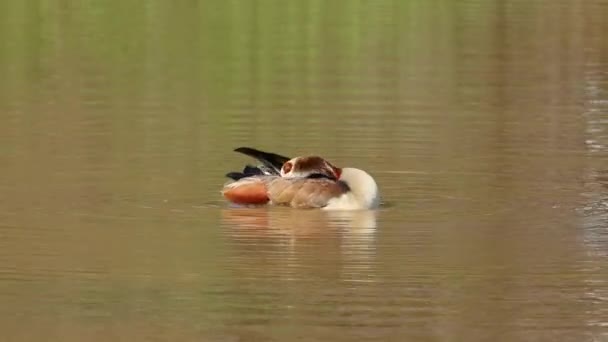 一只埃及鹅 埃及鹅 在水中捕食 — 图库视频影像