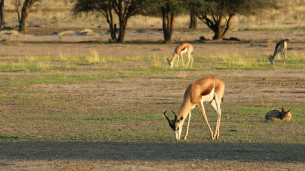 Herd Springbok Antelopes Antidorcas Marsupialis Feeding Late Afternoon Light Kalahari — ストック動画