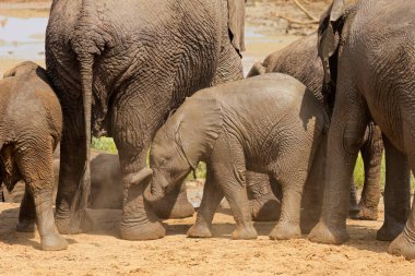 Tatlı bir Afrika fili (Loxodonta africana), Kruger Ulusal Parkı, Güney Afrika