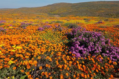 Renkli bahar çiçekleri, Namaqualand, Kuzey Burnu, Güney Afrika