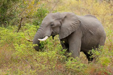 Büyük Afrika fili (Loxodonta africana) boğa yemi, Kruger Ulusal Parkı, Güney Afrika