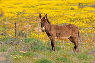 Sarı kır çiçekleriyle dolu bir tarlada duran özgür bir eşek, Namaqualand, Güney Afrika