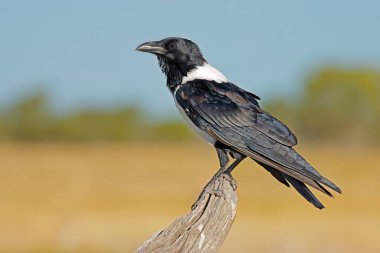 A pied crow (Corvus albus) perched on a branch, Etosha National Park, Namibia