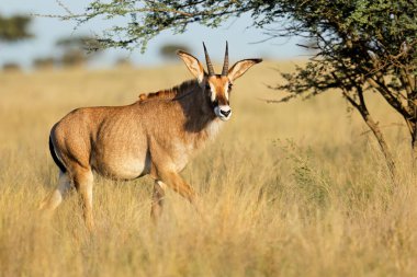 Açık çayır, Mokala Ulusal Parkı, Güney Afrika 'da nadir bulunan bir roan antilobu (Hippotragus equinus)