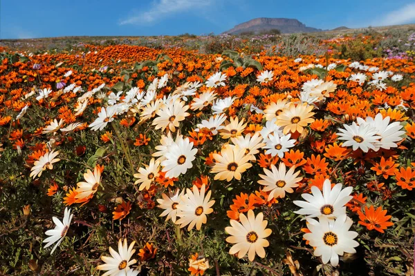 Kolorowe Wiosna Kwitnące Dzikie Kwiaty Namaqualand Przylądek Północny Republika Południowej — Zdjęcie stockowe