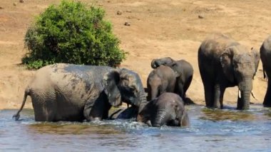 African elephants (Loxodonta africana) playing in a muddy waterhole, Addo Elephant National Park, South Africa
