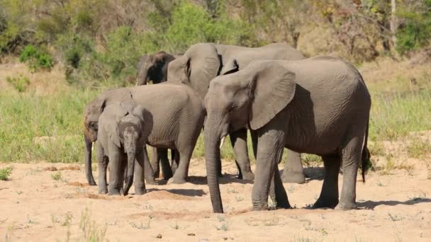 Herd African Elephants Loxodonta Africana Drinking Water Sandy Riverbed Kruger — Stock Video