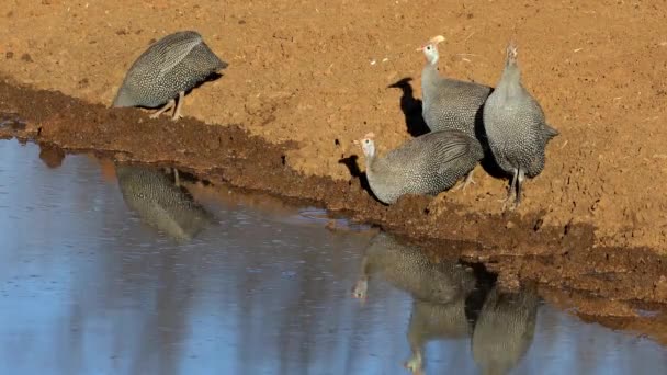 Behelmte Uhus Numida Meleagris Trinken Einem Wasserloch Südafrika — Stockvideo