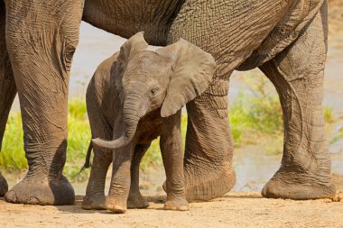Tatlı bir Afrika fili (Loxodonta africana), Kruger Ulusal Parkı, Güney Afrika