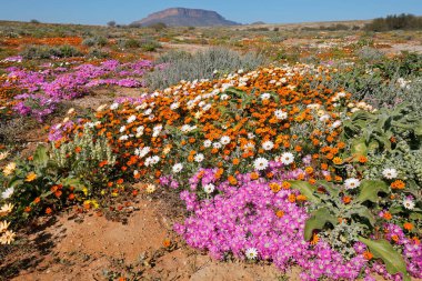 Renkli bahar çiçekleri, Namaqualand, Kuzey Burnu, Güney Afrika