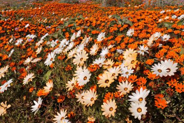Renkli bahar çiçekleri, Namaqualand, Kuzey Burnu, Güney Afrika