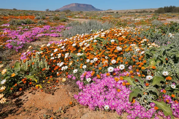 Renkli bahar çiçekleri, Namaqualand, Kuzey Burnu, Güney Afrika