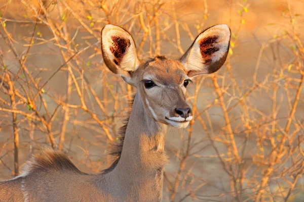 Retrato Antílope Kudu Femenino Tragelaphus Strepsiceros Parque Nacional Kruger Sudáfrica — Foto de Stock