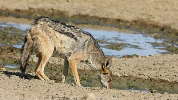 Ein Schakal Canis Mesomelas Trinkt Einem Wasserloch Der Kalahari Wüste — Stockvideo