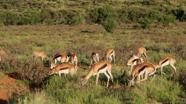 Manada Antílopes Springbok Antidorcas Marsupialis Alimentándose Hábitat Natural Parque Nacional — Vídeos de Stock