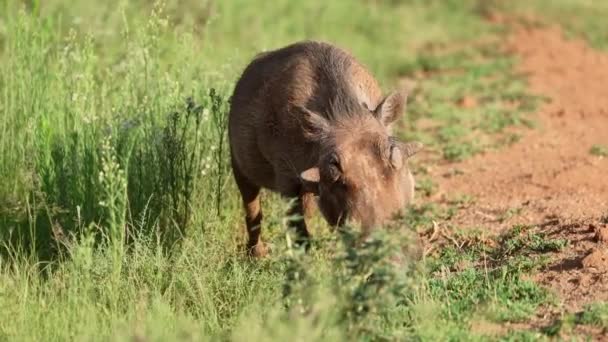 Alert Warthog Phacochoerus Africanus Feeding Natural Habitat Mokala National Park — Stock Video