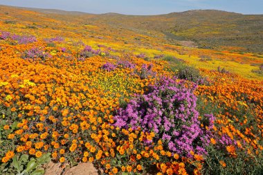 Renkli bahar çiçekleri, Namaqualand, Kuzey Burnu, Güney Afrika