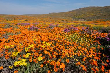 Renkli bahar çiçekleri, Namaqualand, Kuzey Burnu, Güney Afrika