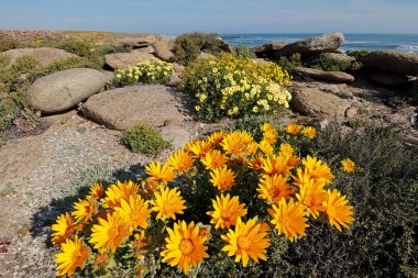 Sarı yaban çiçekleri (Didelta carmosa), Namaqualand, Kuzey Burnu, Güney Afrika
