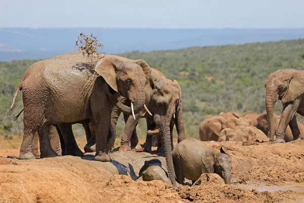 Young African Elephants Loxodonta Africana Playing Mud Addo Elephant National — Stock Photo, Image