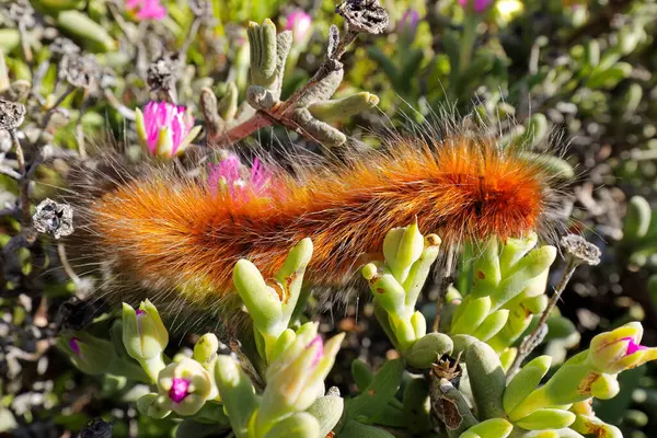 Close Hairy Caterpillar Sitting Plant Natural Environment South Africa — Stock Photo, Image