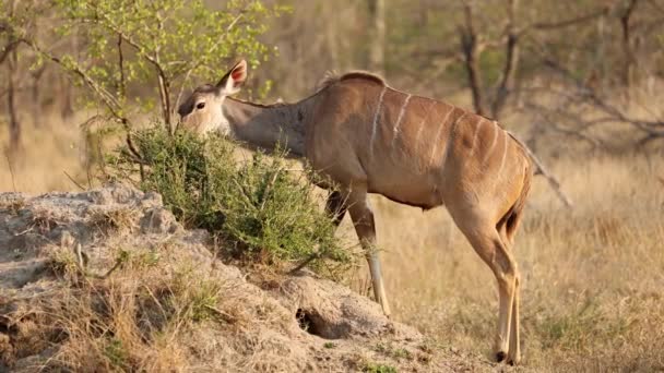 Жіночий Куди Антилопи Tragelaphus Strepsiceros Годування Кущ Національний Парк Крюгера — стокове відео