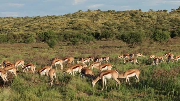 Herd Springbok Antelopes Antidorcas Marsupialis Feeding Natural Habitat Mokala National — Stock Video
