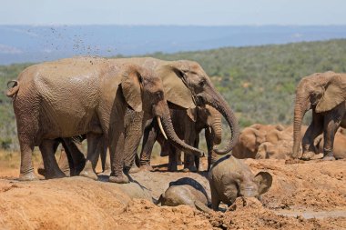 Çamurda oynayan genç Afrika filleri (Loxodonta africana), Addo Fil Ulusal Parkı, Güney Afrika