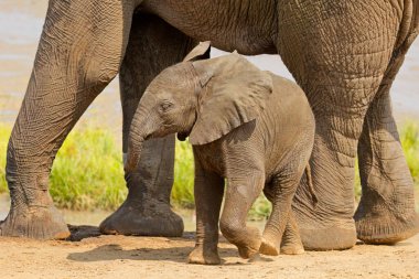 Tatlı bir Afrika fili (Loxodonta africana), Kruger Ulusal Parkı, Güney Afrika