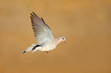 Bir Cape kaplumbağa güvercini (Streptopelia capicola) açık kanatlarla uçuyor, Güney Afrika