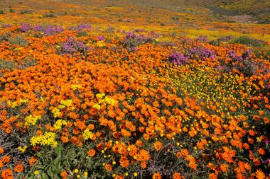 Renkli bahar çiçekleri, Namaqualand, Kuzey Burnu, Güney Afrika
