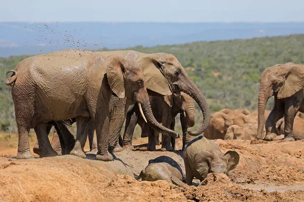 Young African elephants (Loxodonta africana) playing in mud, Addo Elephant National Park, South Africa